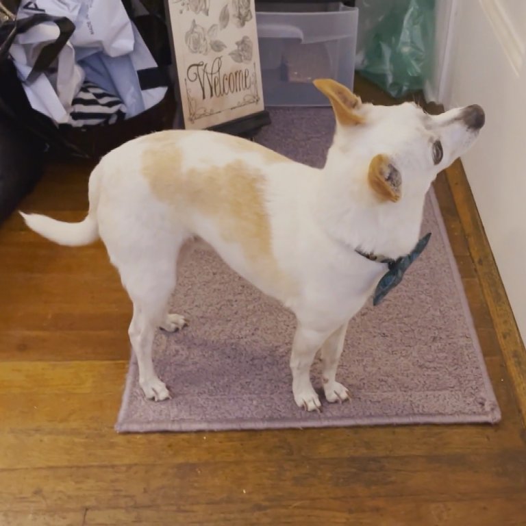 dog waiting at door