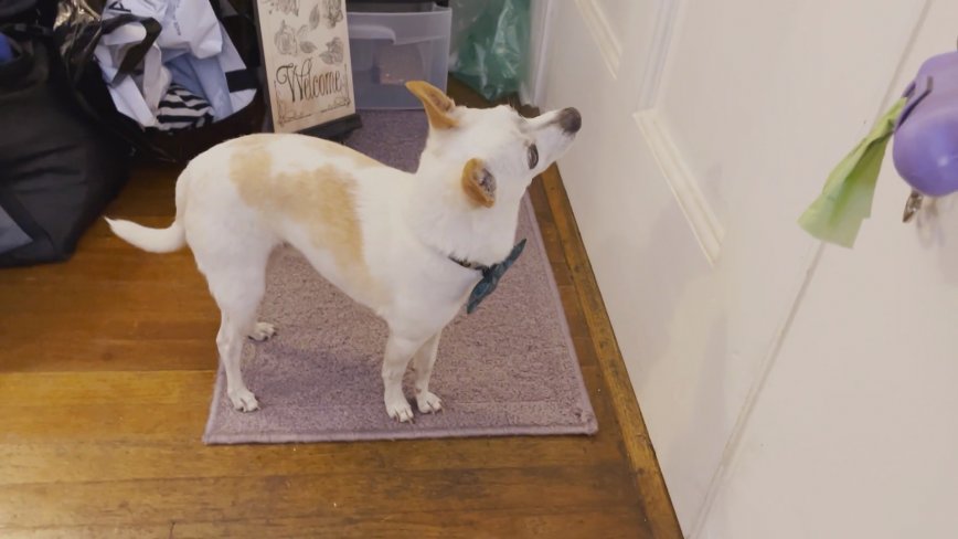 dog waiting at door