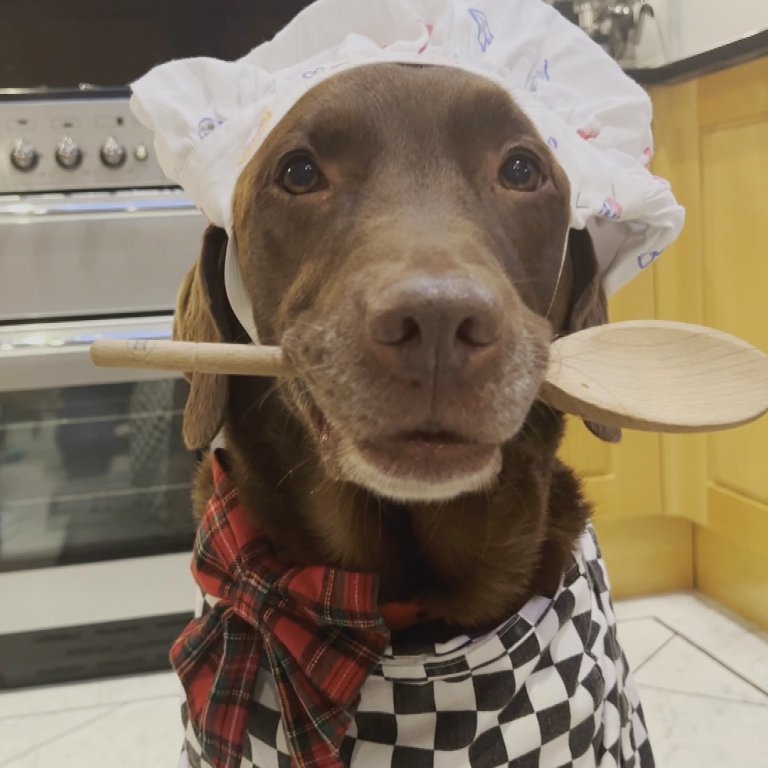 cooking dog