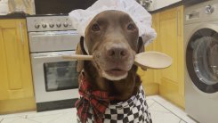 cooking dog