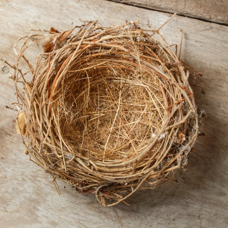 empty birds nest