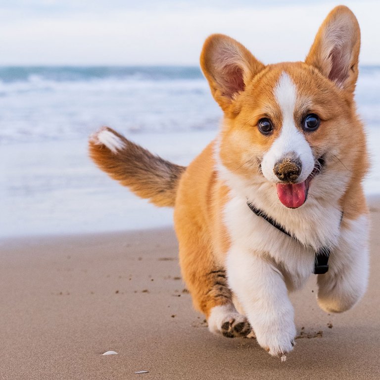 corgi