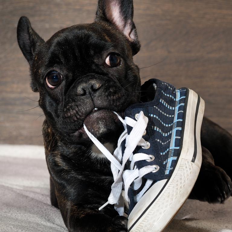 dog chewing shoe