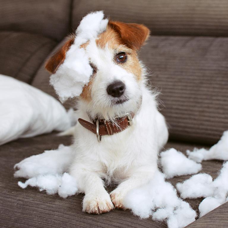 dog on couch