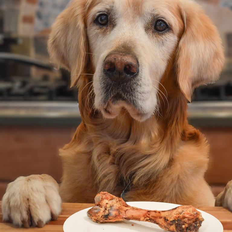 dog on counter