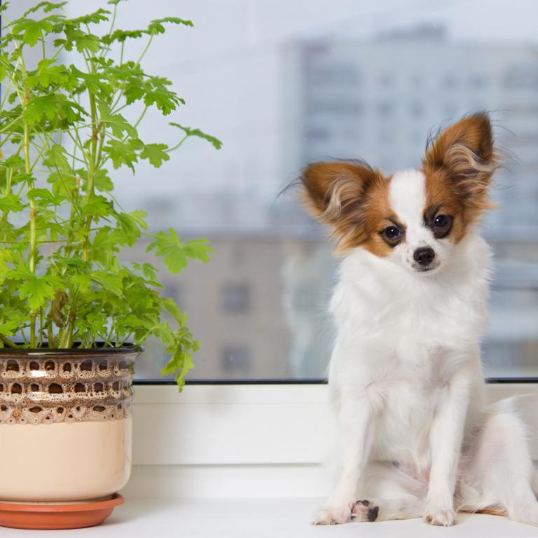 dog with plant