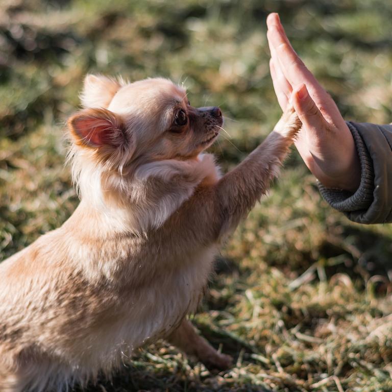 obedient dog