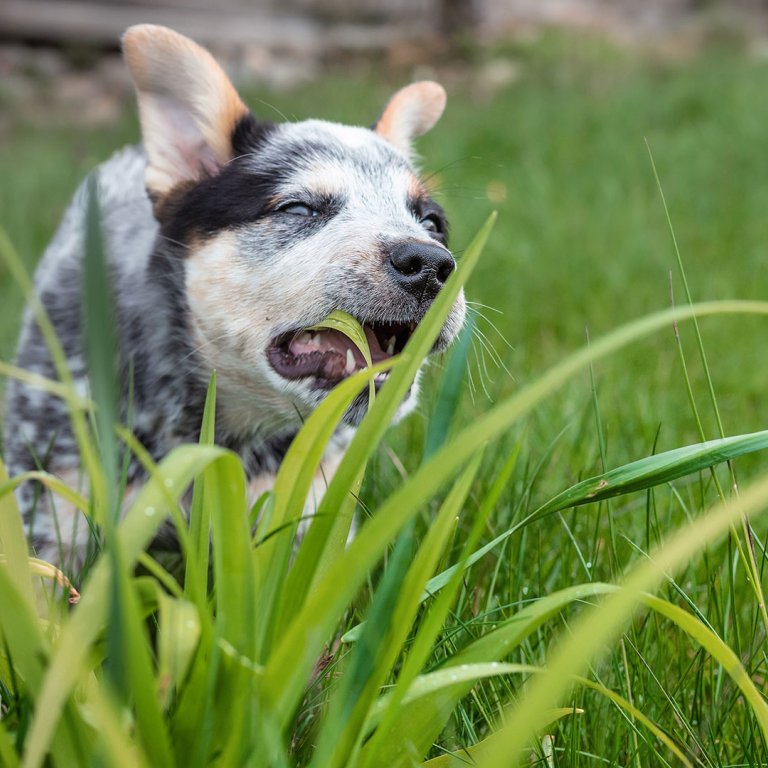 puppy eating grass