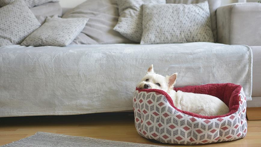 dog in dog bed