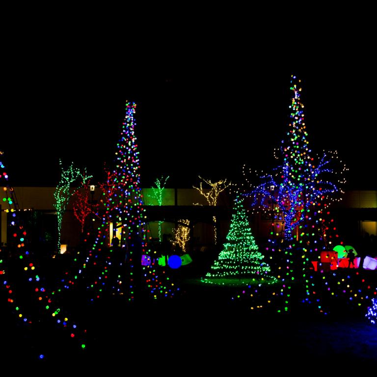 Lit Up Christmas Trees